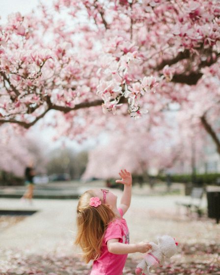 enfant arbre rose diagnostic
