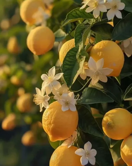 le citron