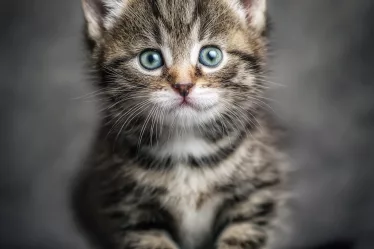 Cute aggression
