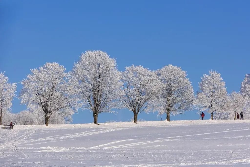 winter, trees, snow, winter landscape, cold, frost, nature, season, winter, winter, winter, winter, winter