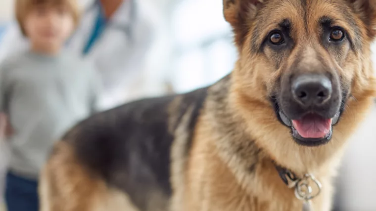 dentiste - Berger allemand thérapeute au premier plan dans un cabinet dentaire, enfant et soignant en arrière-plan, thérapie assistée par l'animal pour enfants autistes