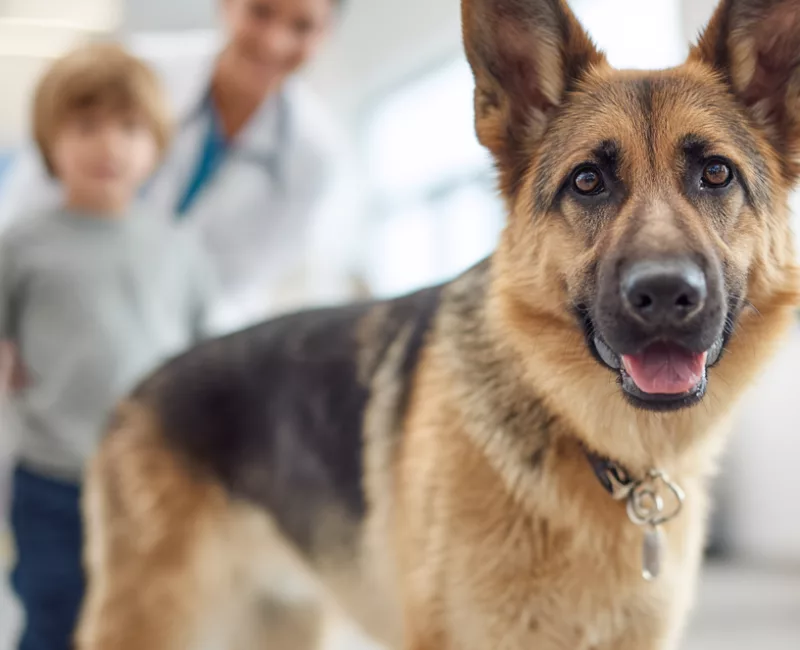 dentiste - Berger allemand thérapeute au premier plan dans un cabinet dentaire, enfant et soignant en arrière-plan, thérapie assistée par l'animal pour enfants autistes