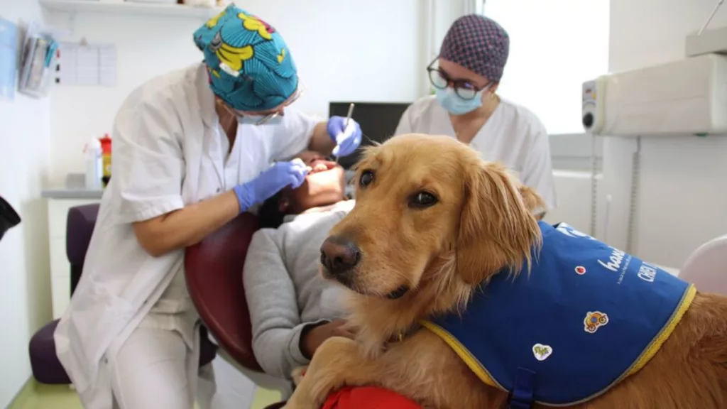 Scully, Golden Retriever thérapeute portant un gilet Handi'Chiens, posée sur un patient pendant un soin dentaire au CHU de Brest, avec deux soignantes en arrière-plan